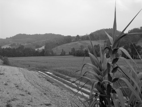 Verso La Fonte - La valle del Rio di Treville (foto di Stefano Bisello)